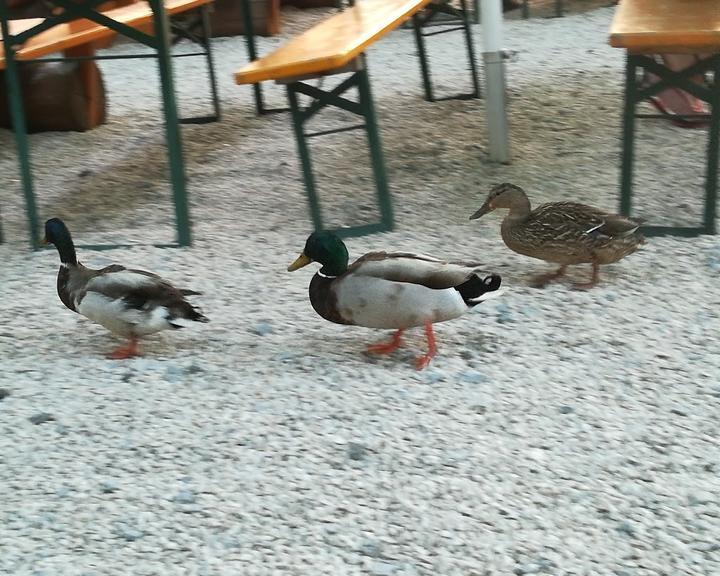 Pimpls Biergarten am Kocher